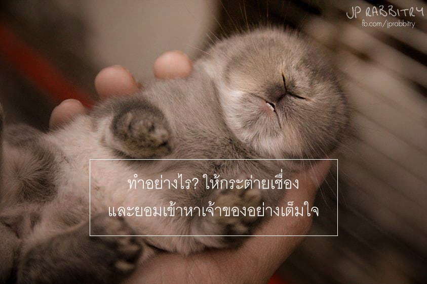 rabbit_trust