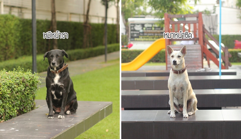 thousand_ways_dog1