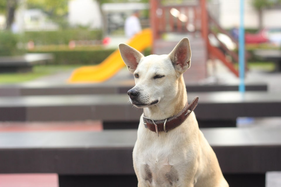 thousand_ways_dog2