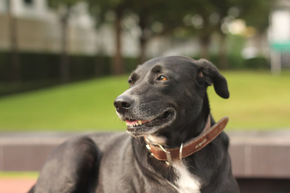 thousand_ways_dog3