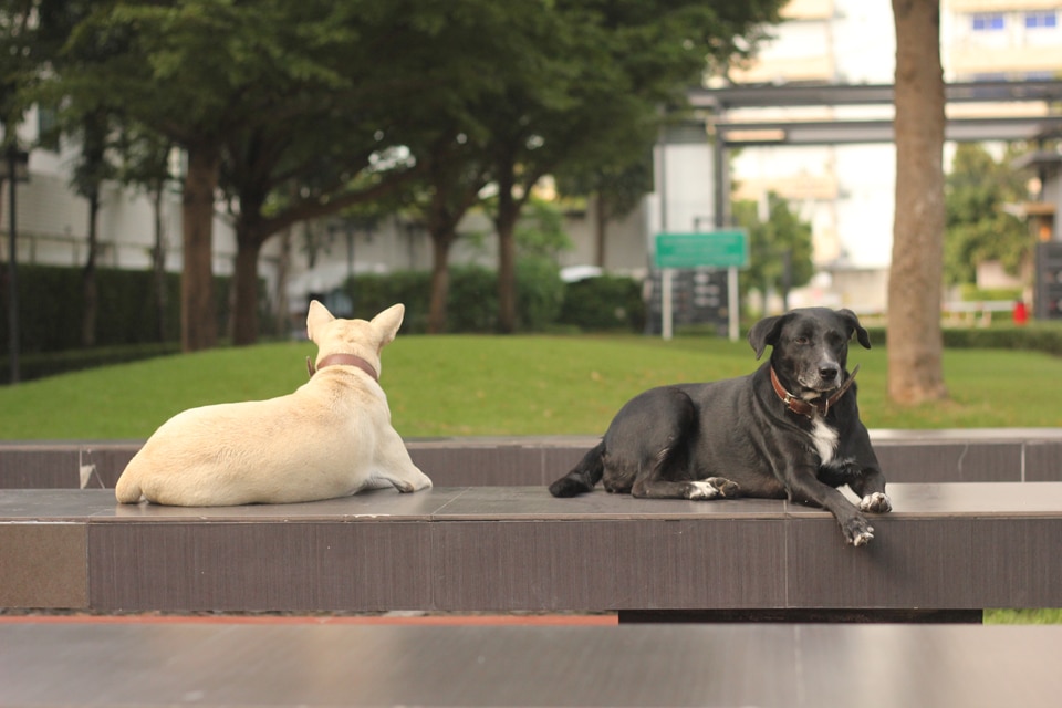 thousand_ways_dog4
