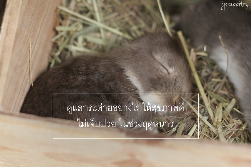 winter_jp3